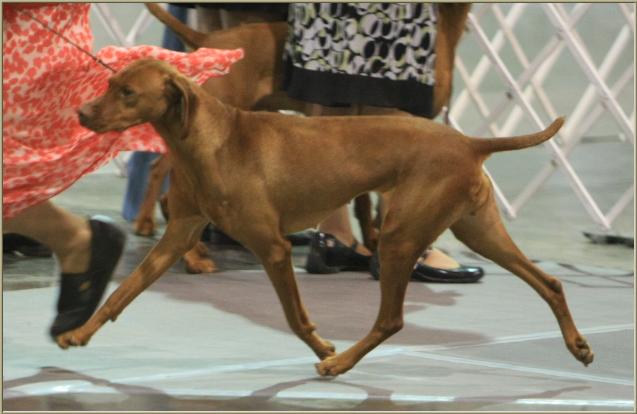 Bella  ~  Handled By:  Nancy Edmunds