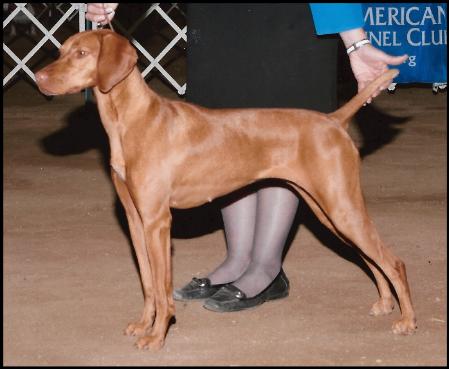 click here for CH Sleepy Hollow Misdemeanor (Lindsay)