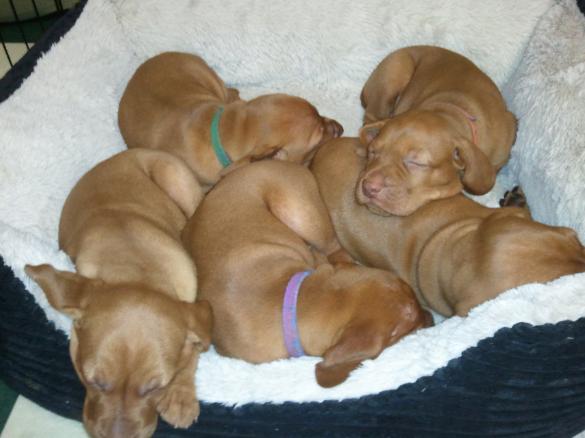 Murphy x Dazzle Litter 06162013