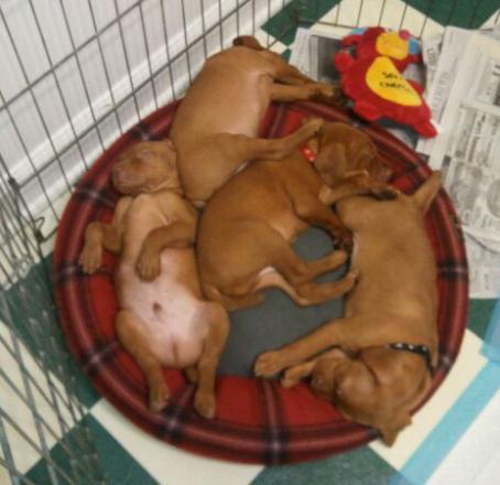 Murphy x Dazzle Litter 7252012